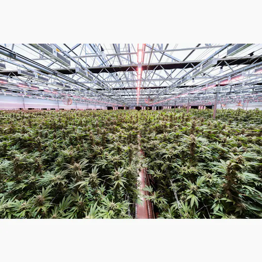 Quiet Kings - Quiet Kings Jet Fuel OG 3.5g Mixed Light Flower - Hybrid - 1