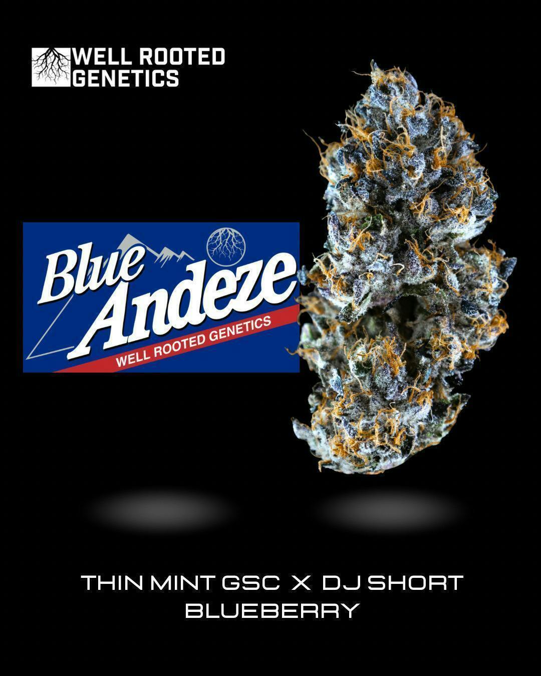 Well Rooted Genetics - Well Rooted Genetics | Blue Andeze | Big Buds | 3.5g - 1