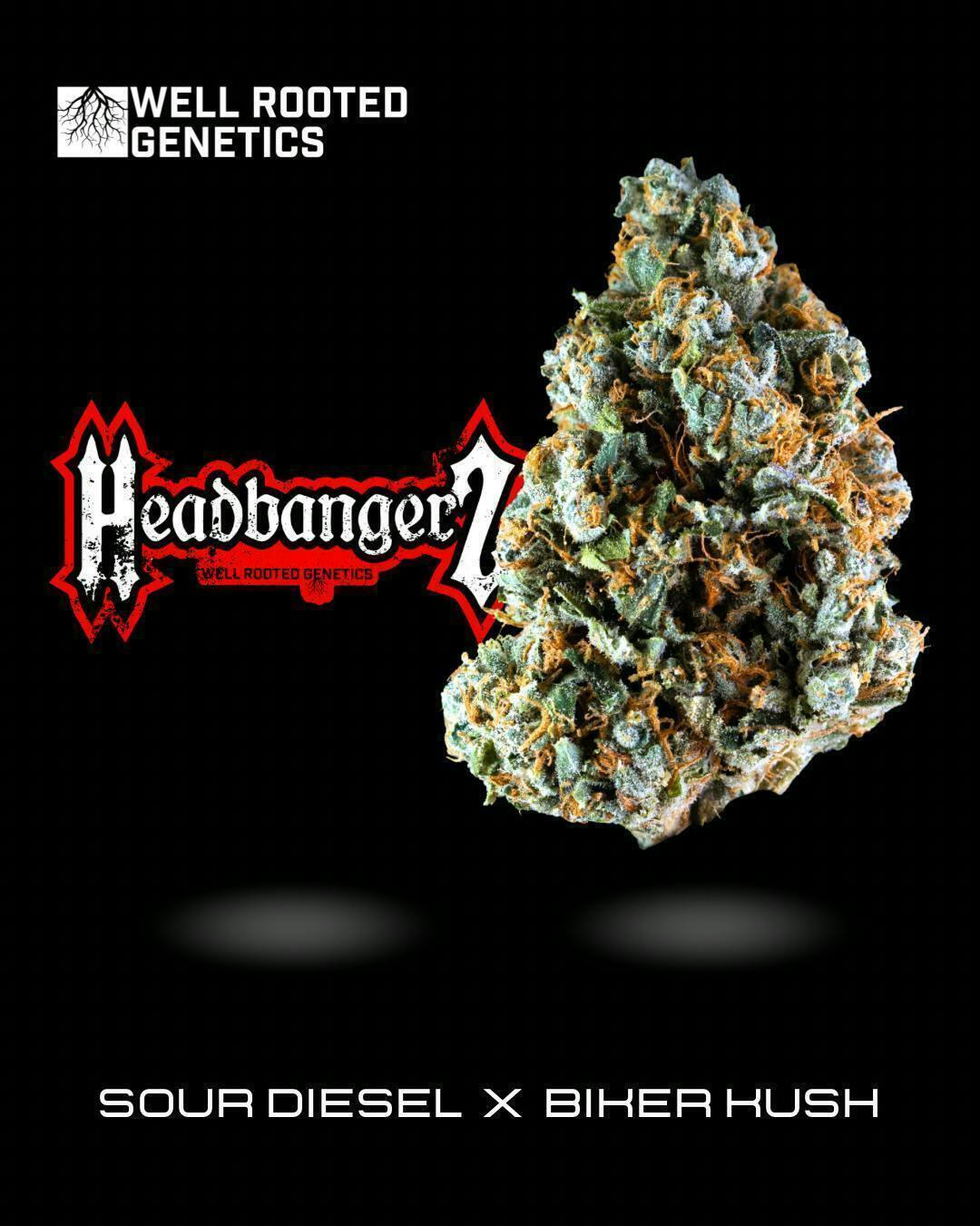 Well Rooted Genetics - Well Rooted Genetics | Headbangerz | Big Buds | 3.5g - 1