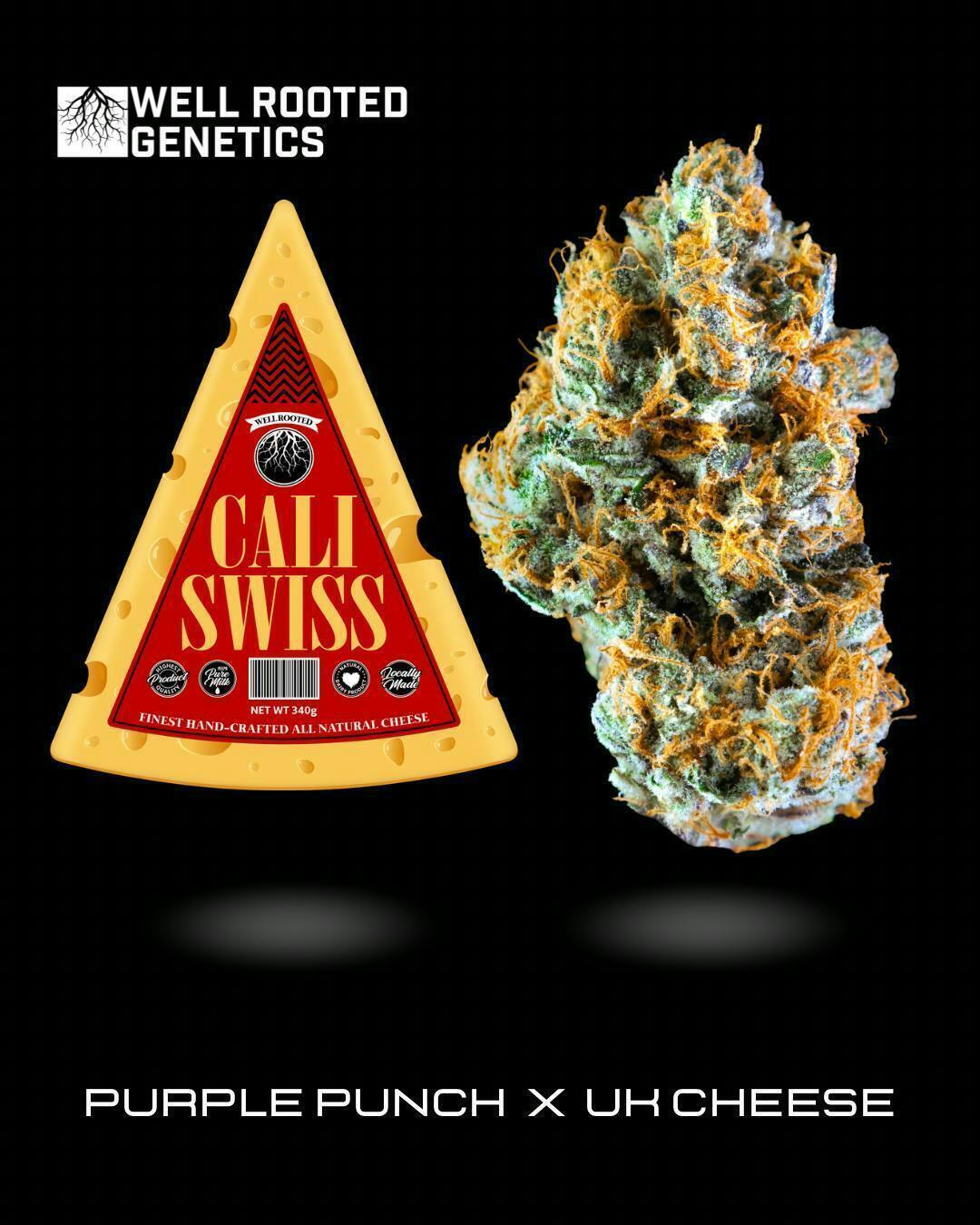 Well Rooted Genetics - Well Rooted Genetics | Cali Swiss | Big Buds | 3.5g - 1