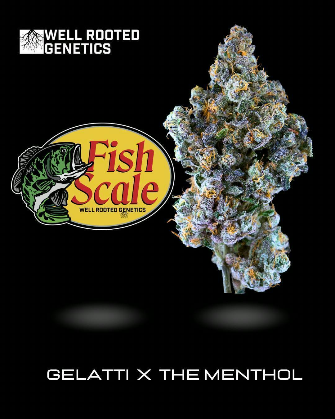 Well Rooted Genetics - Well Rooted Genetics | Fish Scale | Big Buds | 3.5g - 1