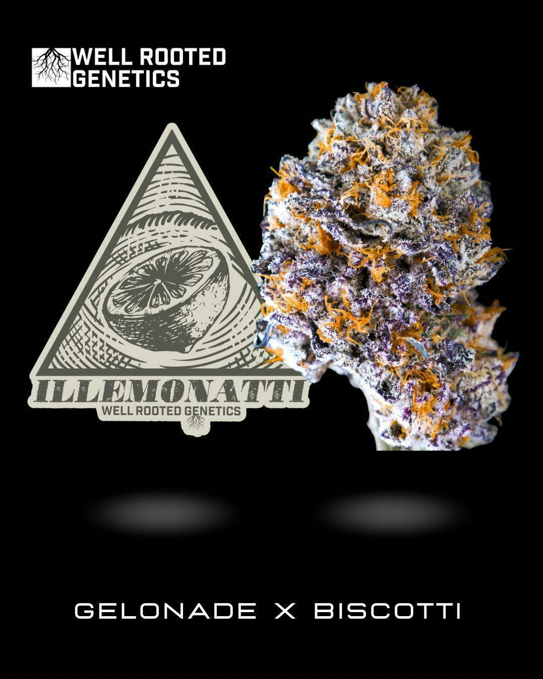 Well Rooted Genetics - Well Rooted Genetics | Illemonati | Big Buds | 3.5g - 1