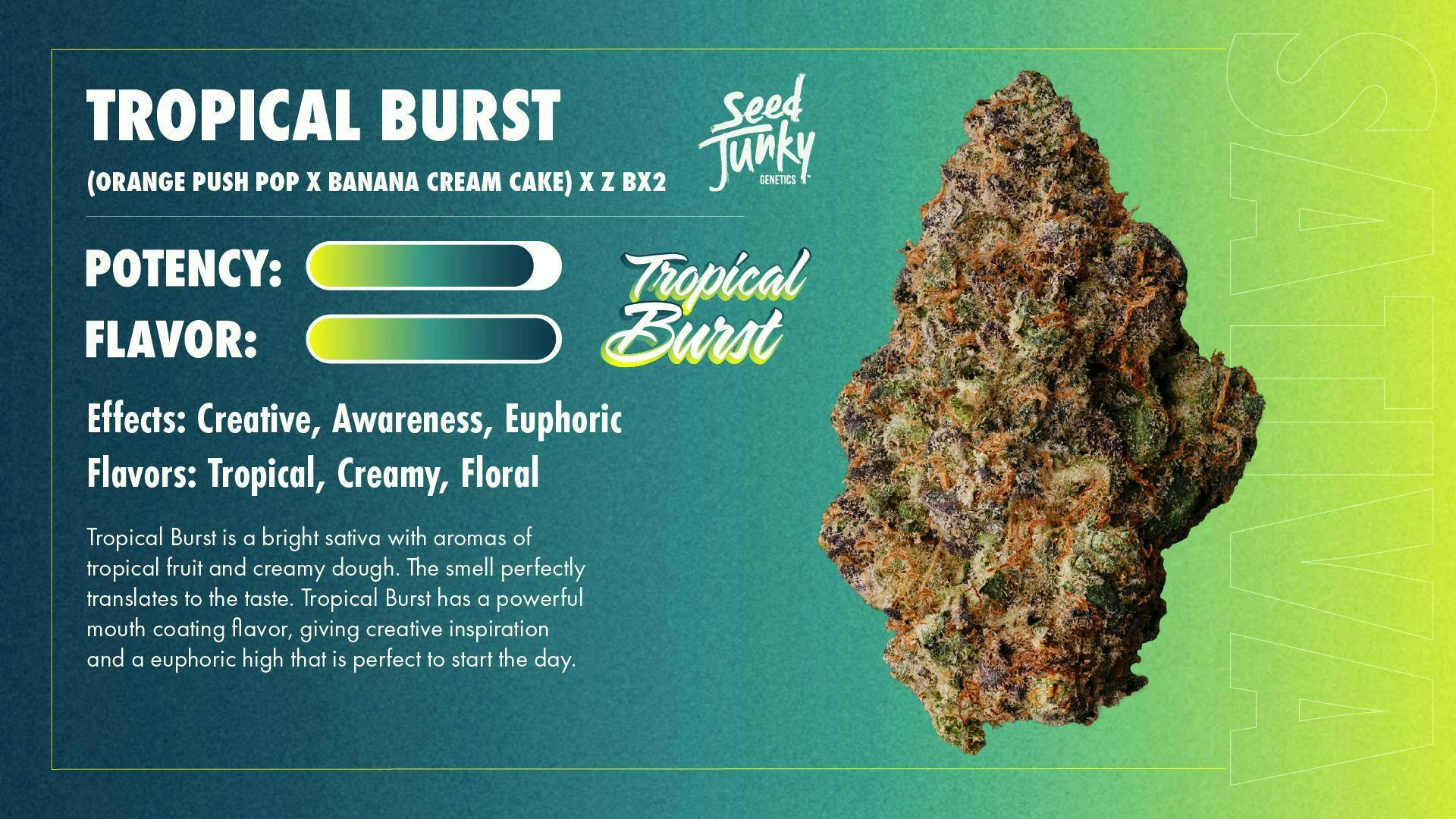Seed Junky - Tropical Burst | Joint | 1g - 1