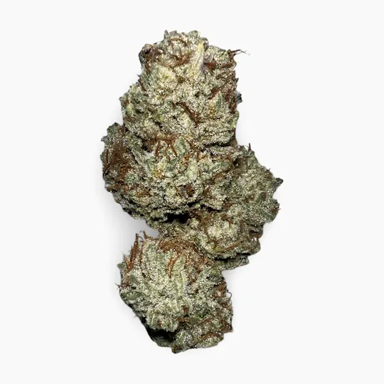 Indico - Tahoe OG - Good Life Gardens - 1