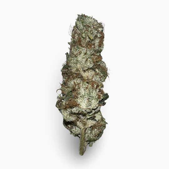 Indico - Topanga Canyon X Pure Kush - Good Life Gardens - 1