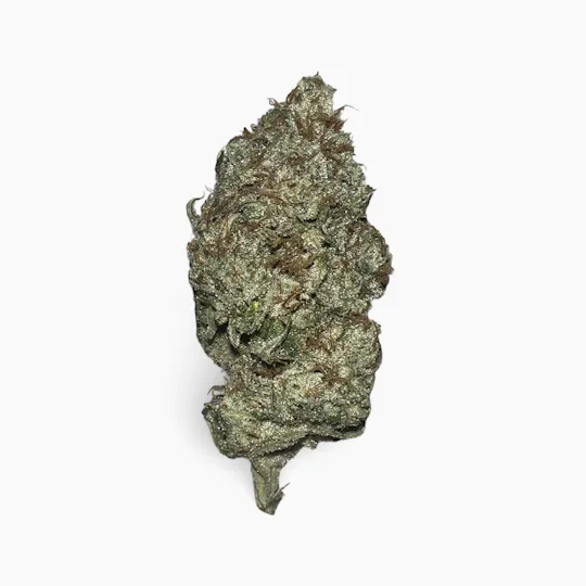 Indico - HeadbanDD - Good Life Gardens - 1