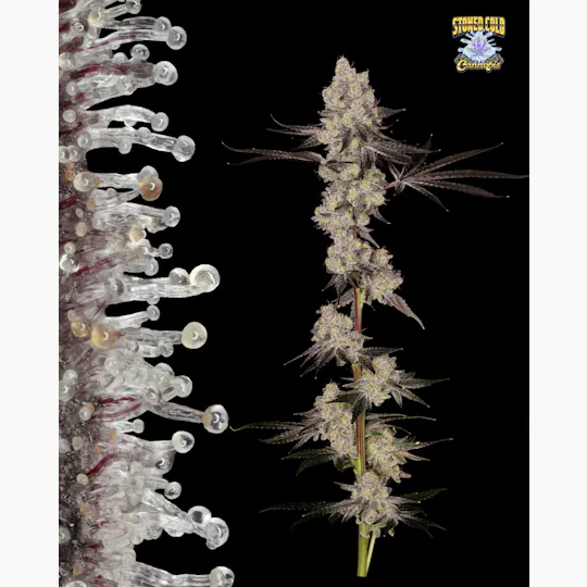 Stoned Cold Cannabis - Stoned Cold Cannabis | Creme Rozay | Flower | 7g - 1