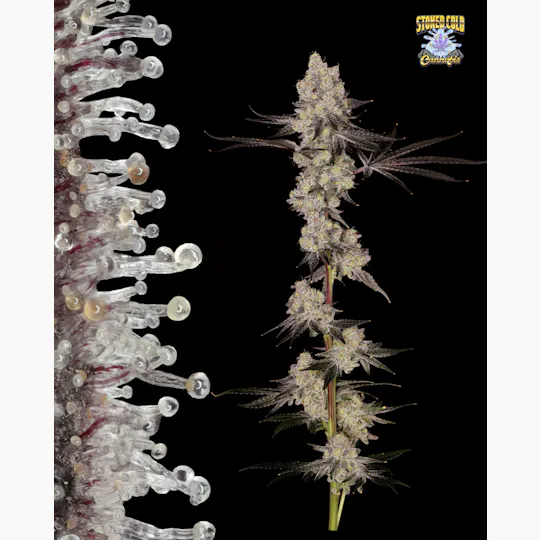 Stoned Cold Cannabis - Stoned Cold Cannabis | Creme Rozay | Flower | 28g - 1