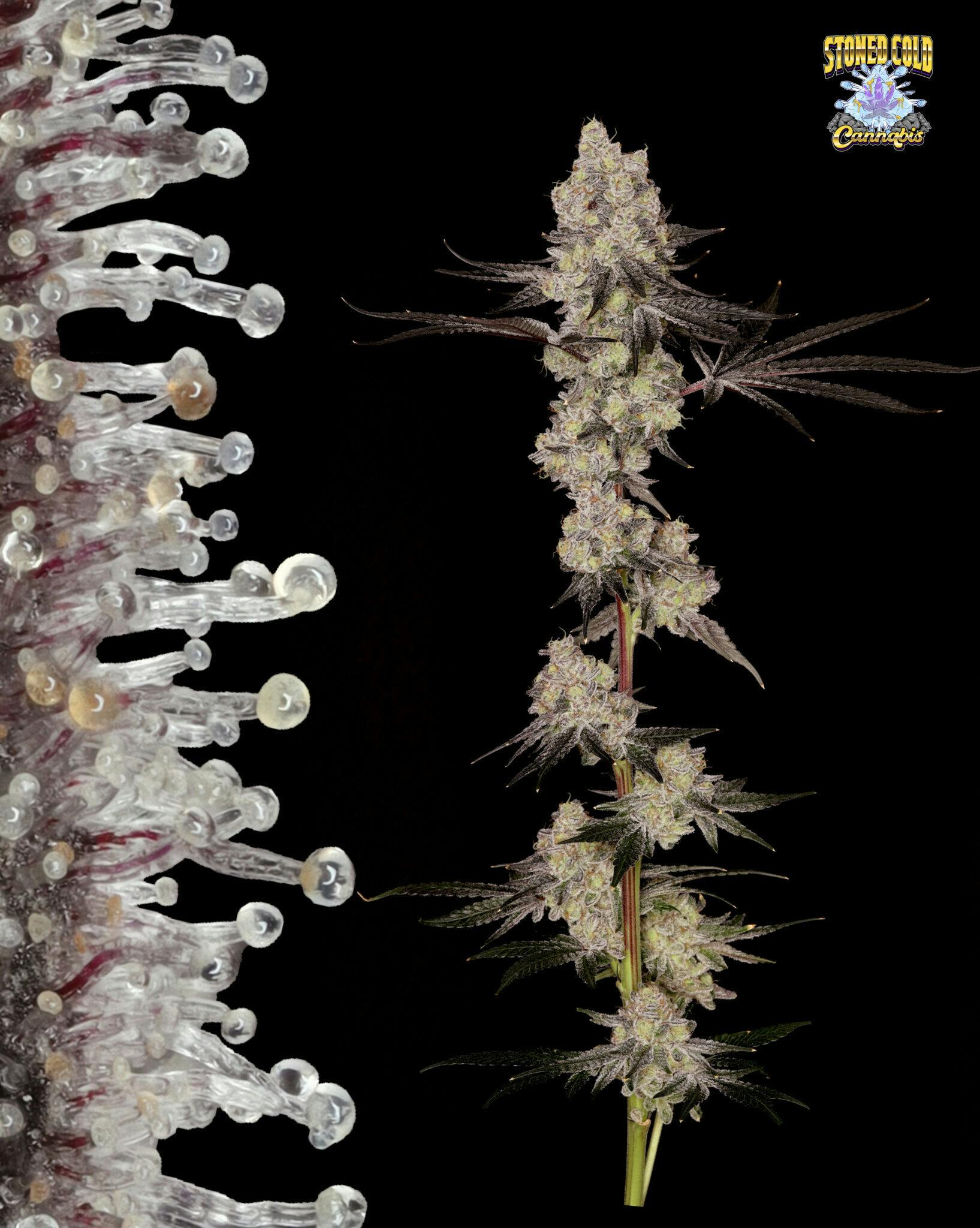 Stoned Cold Cannabis - Stoned Cold Cannabis | Creme Rozay | Flower | 3.5g - 1