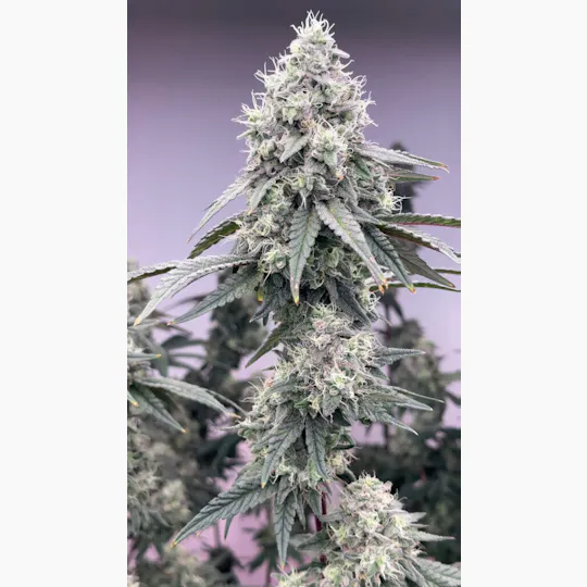 Stoned Cold Cannabis - Stoned Cold Cannabis | Apple Colada | Flower | 14g - 1