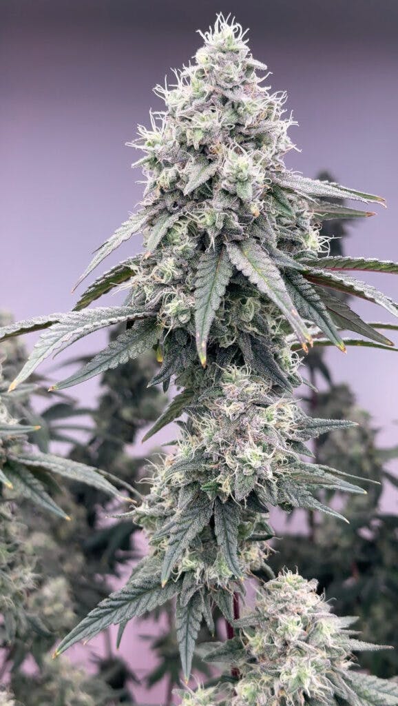 Stoned Cold Cannabis - Stoned Cold Cannabis | Apple Colada | Flower | 28g - 1