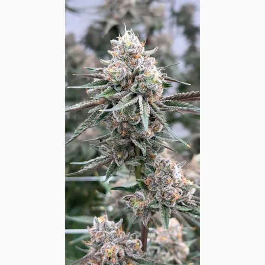 Stoned Cold Cannabis - Stoned Cold Cannabis | Strawberry Jello Runtz | Flower | 3.5g - 1