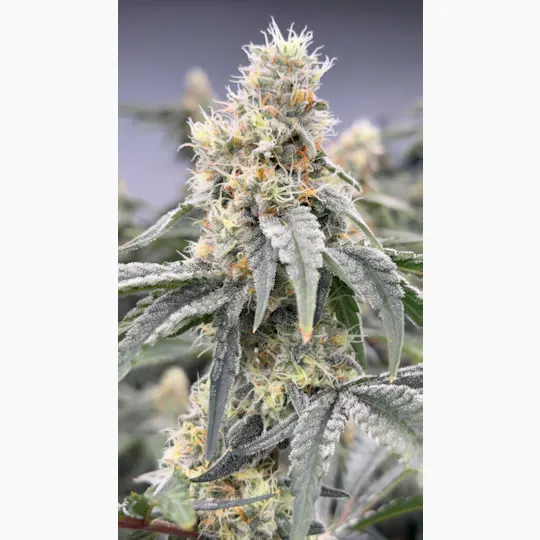 Stoned Cold Cannabis - Stoned Cold Cannabis | Dulce De Fresa | Flower | 3.5g - 1