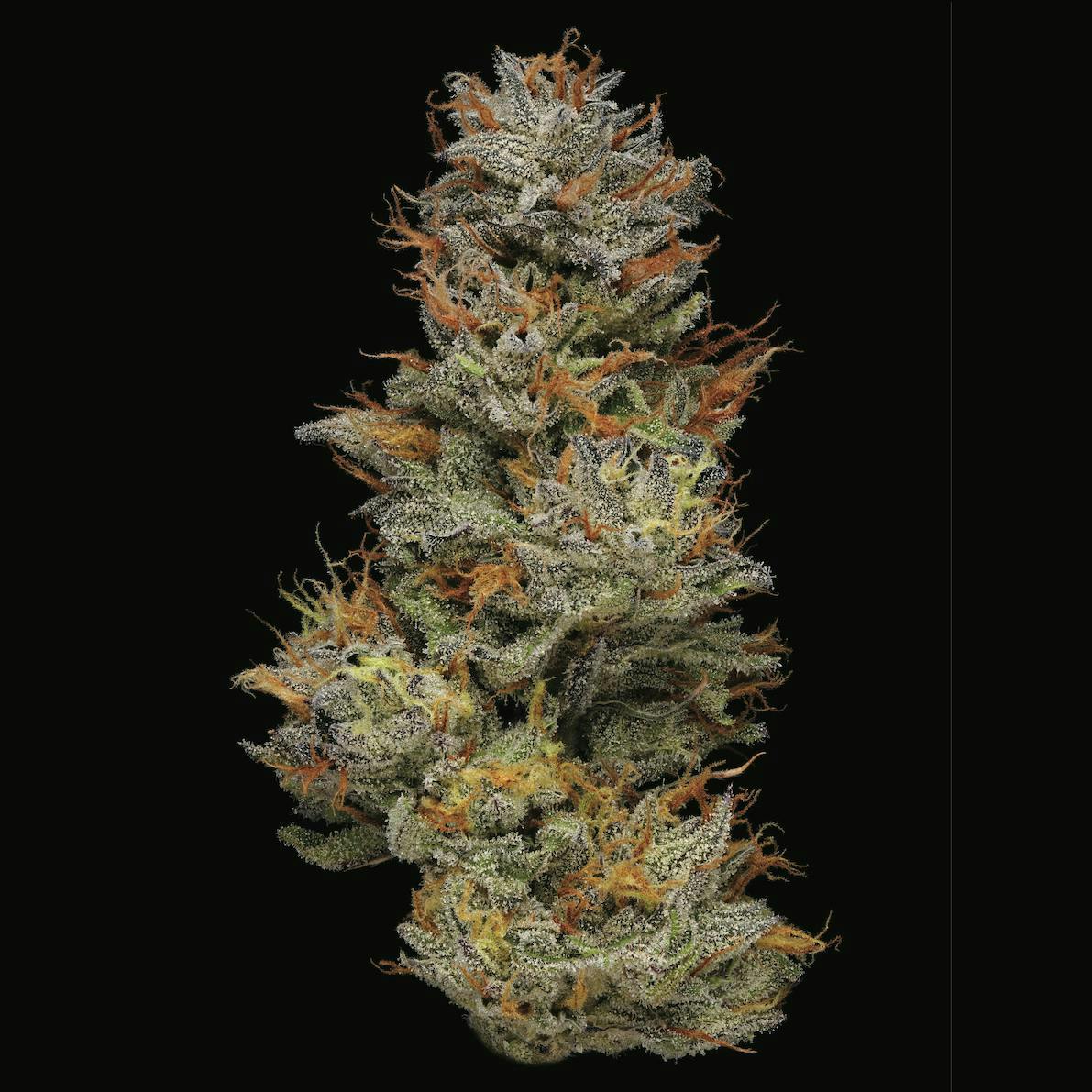 Plaid Jacket - Rainbow Rose #1 | Big Buds | 3.5g - 1
