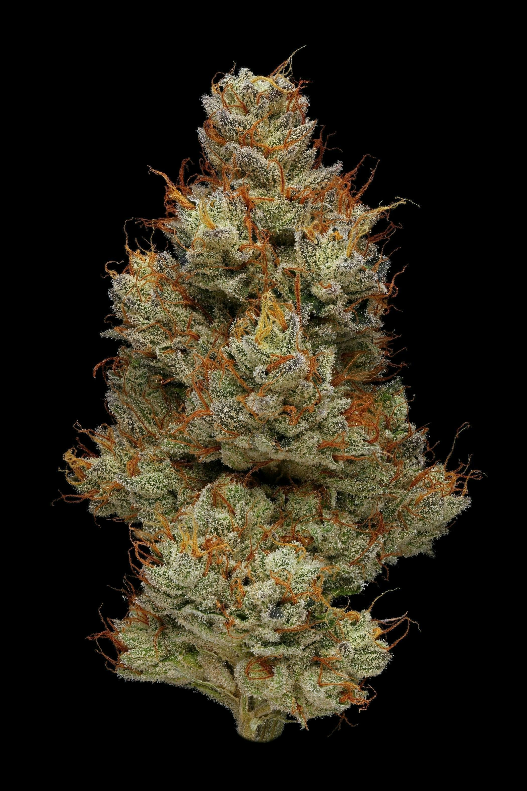 Plaid Jacket - Animal Tsunami | Big Buds | 3.5g - 1