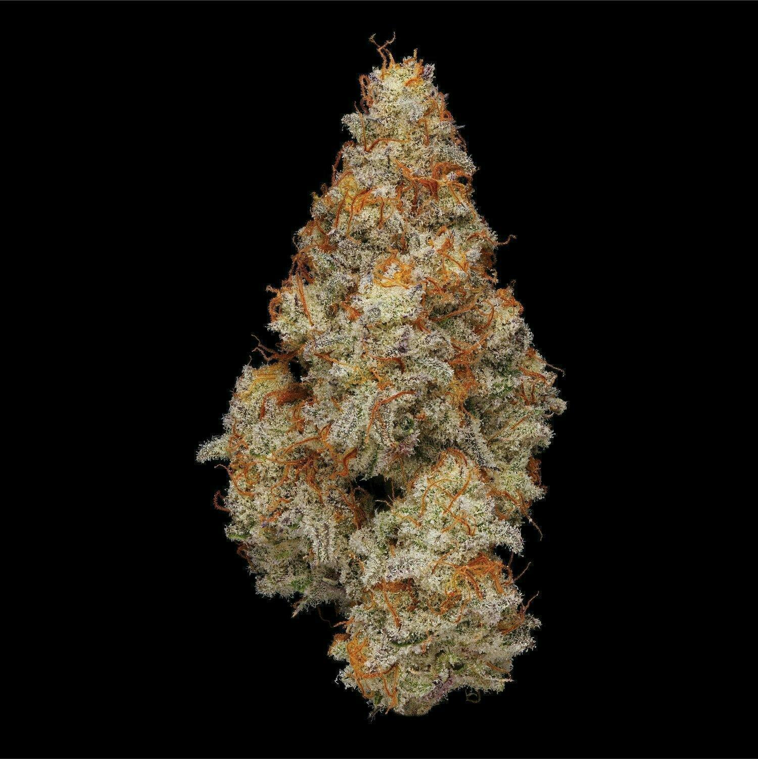 Plaid Jacket - Miracle Alien Cookies | Big Buds | 3.5g - 1