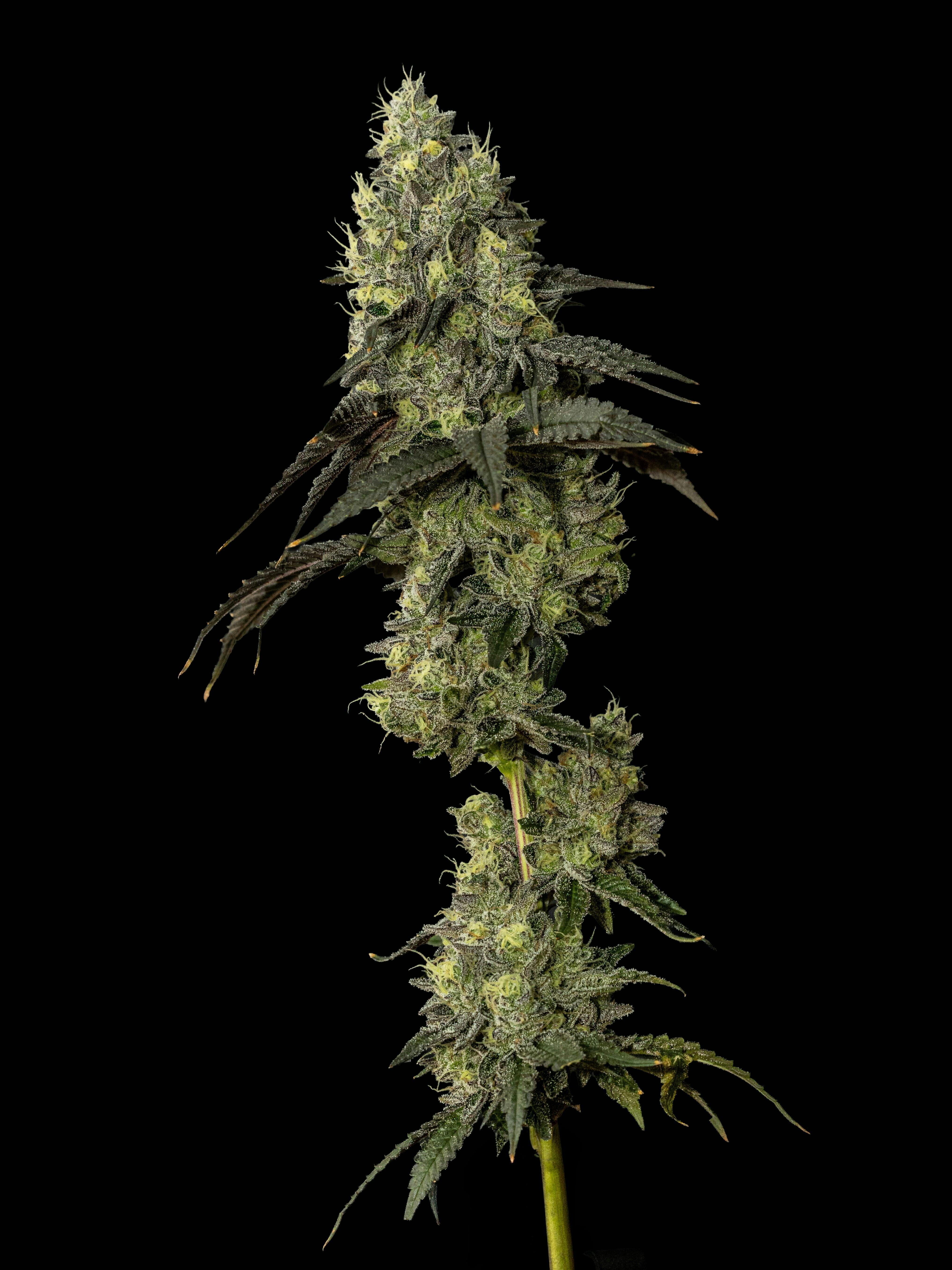Exotic Cropz - Exotic Cropz | Pixie Stix | Big Buds | 14g - 1