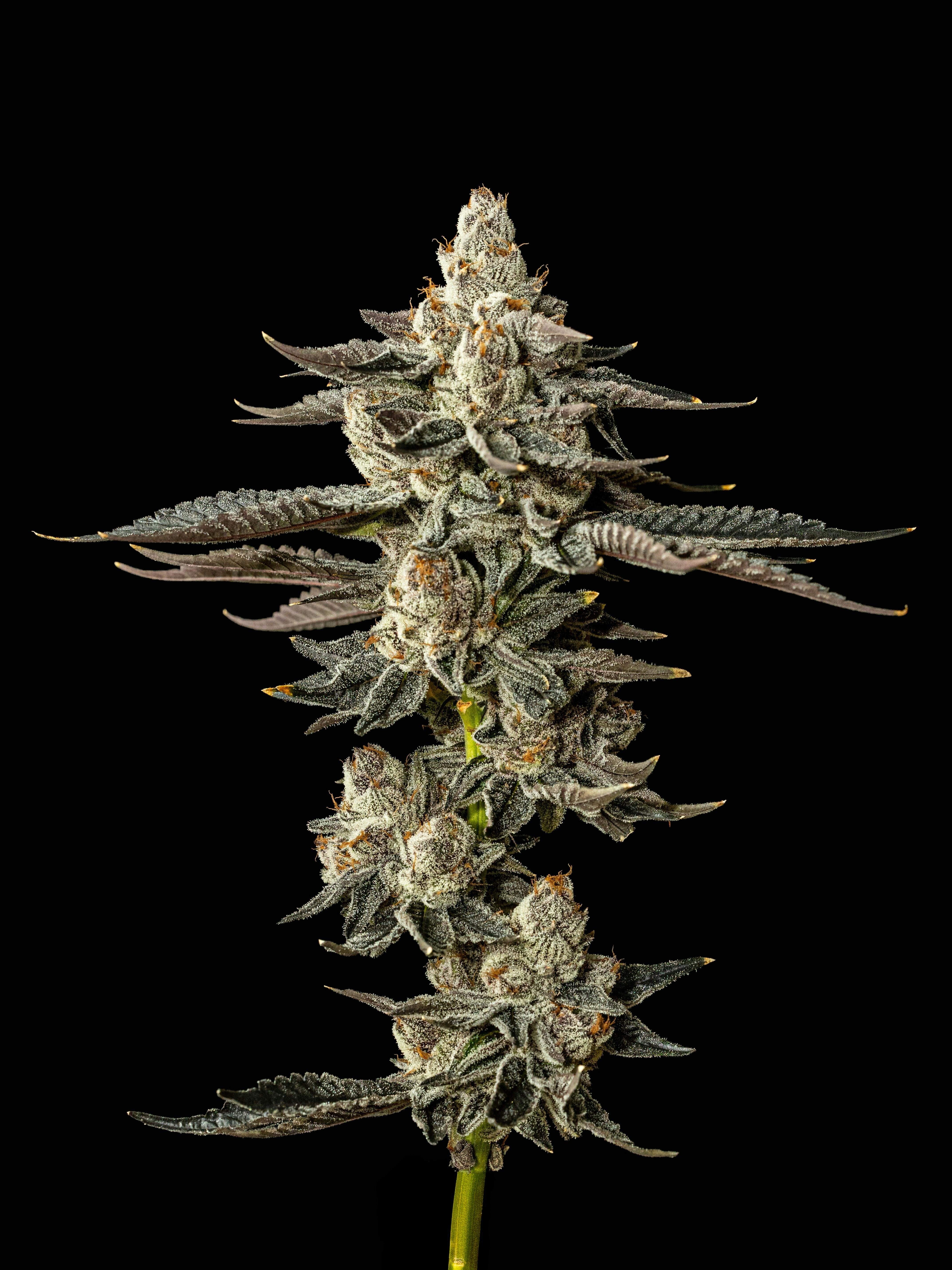 Exotic Cropz - Exotic Cropz | Garlic Sauce | Big Buds | 28g - 1