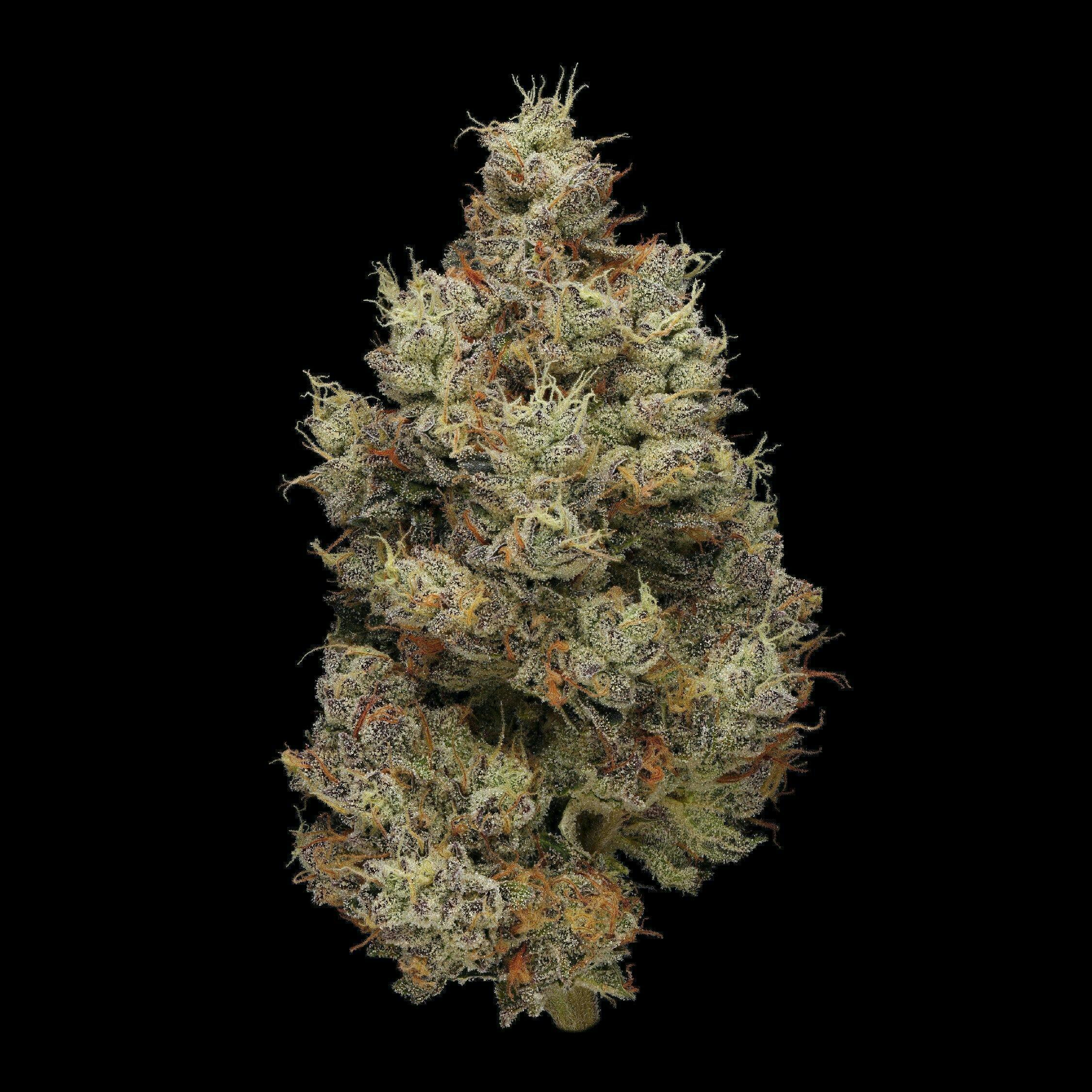 Plaid Jacket - Hash Burger | Big Buds | 7g - 1