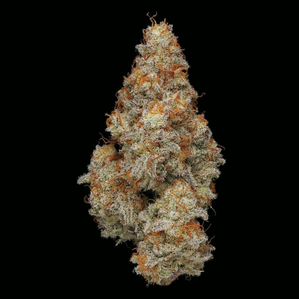 Plaid Jacket - M.A.C. | Big Buds | 3.5g - 1