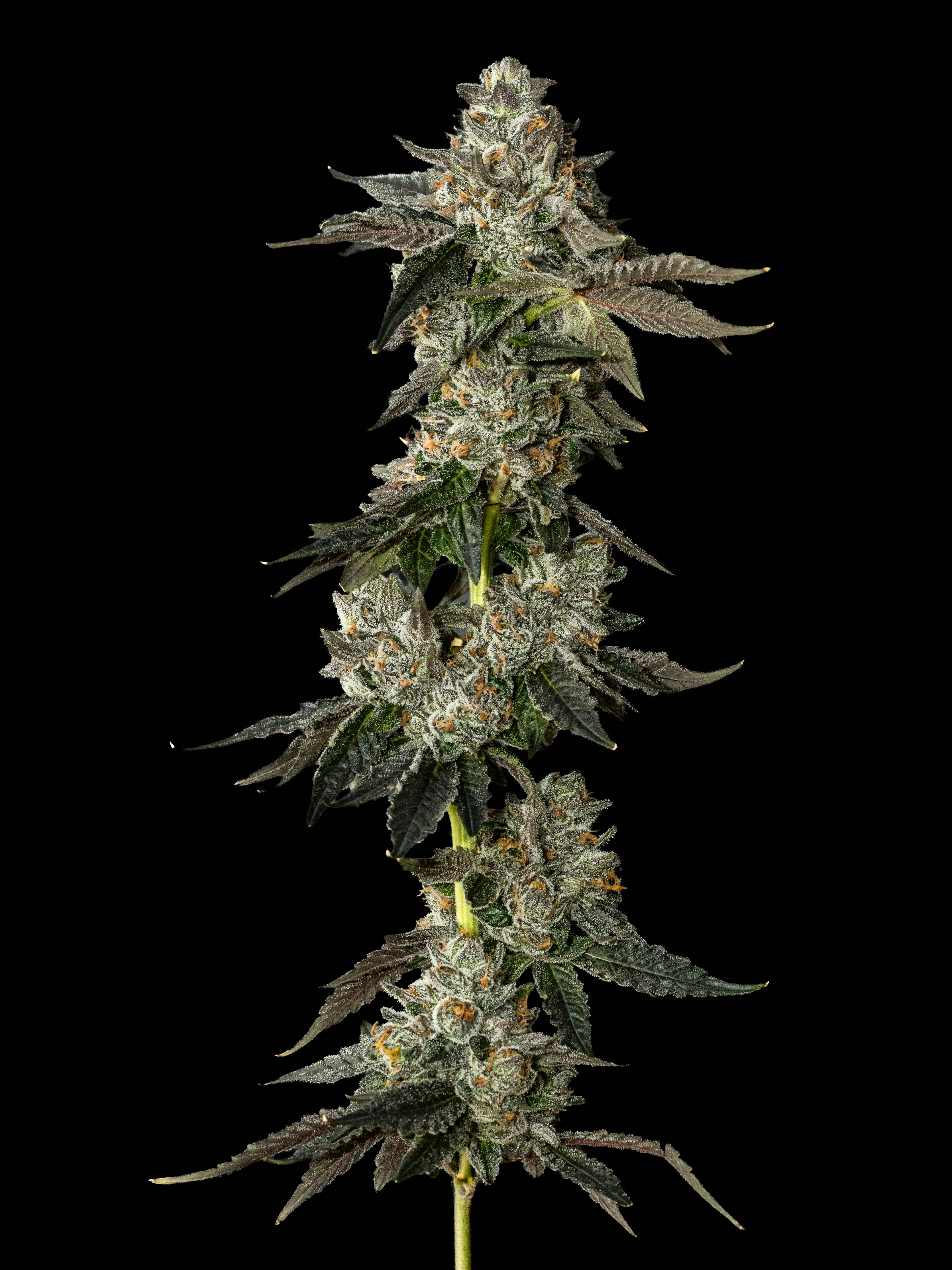 Exotic Cropz - Exotic Cropz | Lemon Cherry Gelato | Big Buds - 1