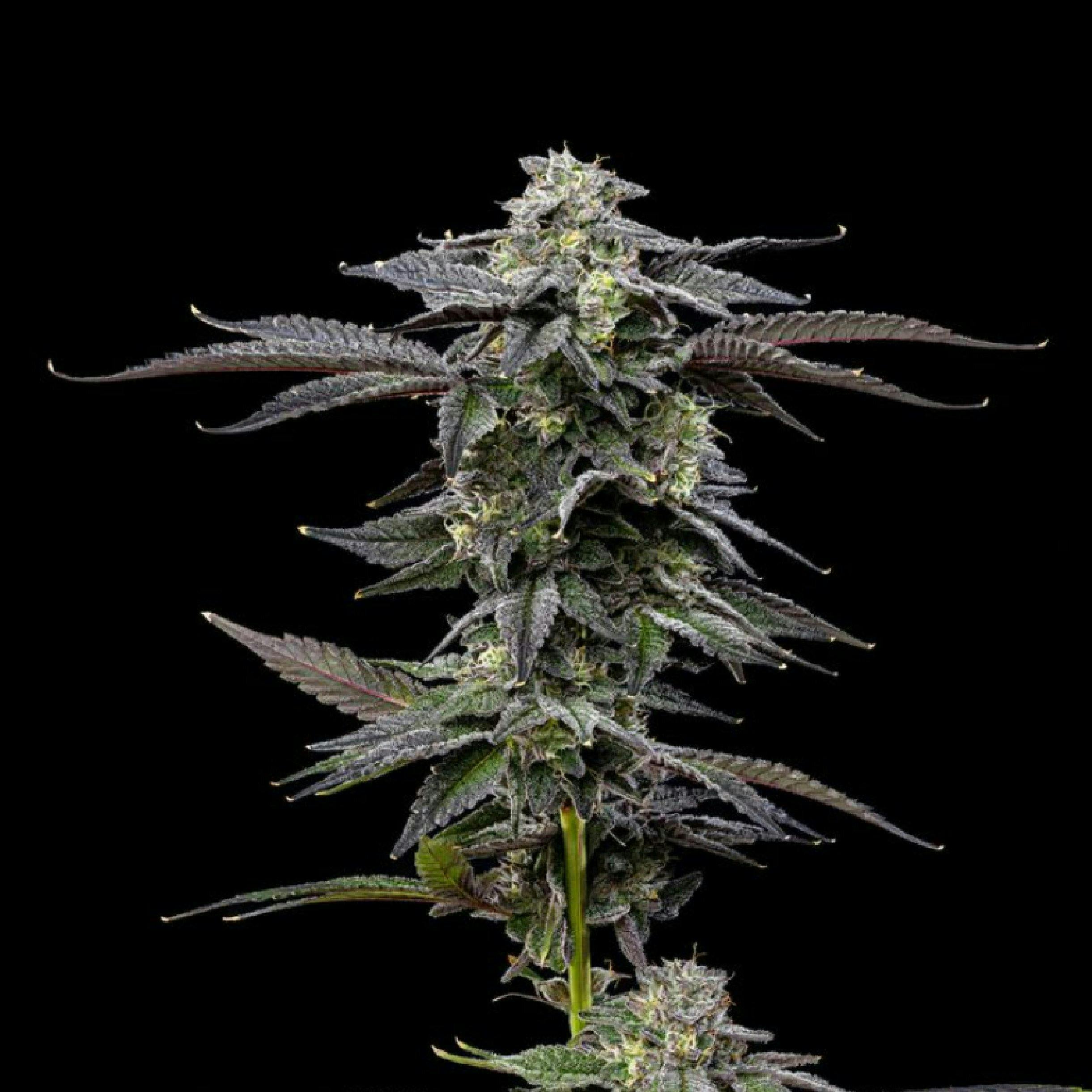 Plaid Jacket - Zero Gravity | Big Buds | 3.5g - 1