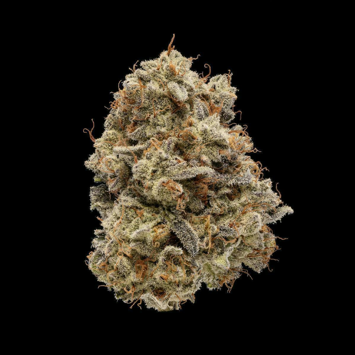 Plaid Jacket - Glacee Blanche | Big Buds | 7g - 1