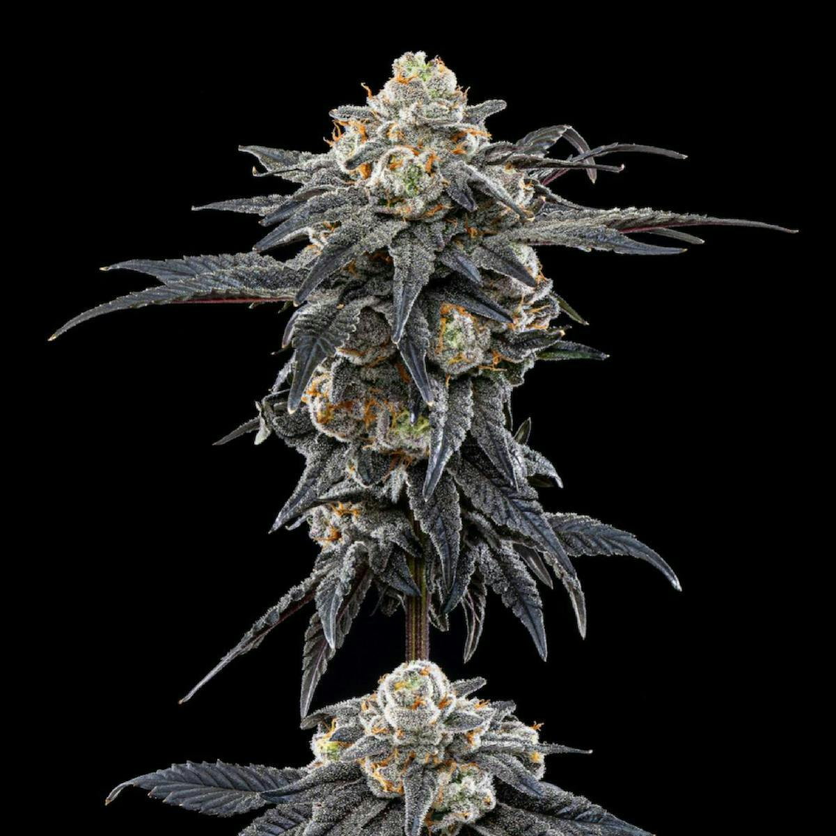 Plaid Jacket - Scented Marker #8 | Big Buds | 3.5g - 1