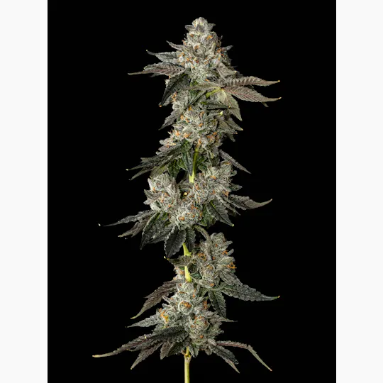 Exotic Cropz - Exotic Cropz | Lemon Cherry Gelato | Big Buds | 3.5g - 1