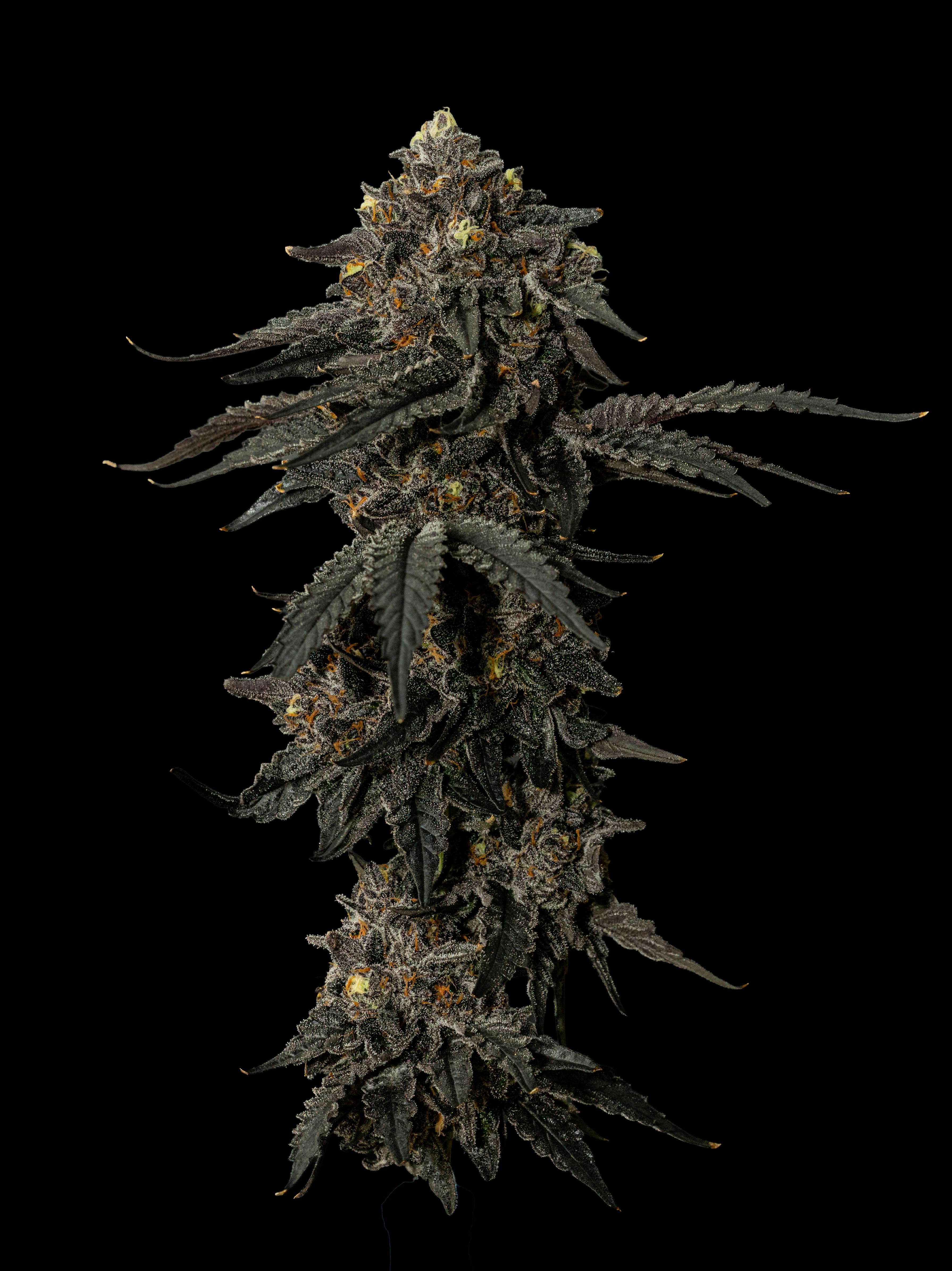 Exotic Cropz - Exotic Cropz | Sharpie | Big Buds | 3.5g - 1