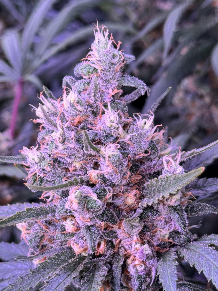 Sticky Status - Sticky Satus | Blue Dream | Big Buds | 3.5g - 1