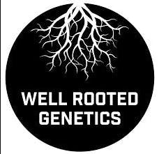 Well Rooted Genetics - Well Rooted Genetics | Frosted Waffles | Big Buds | 3.5g - 1