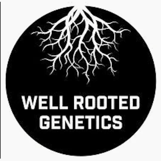 Well Rooted Genetics - Well Rooted Genetics | Frosted Waffles | Big Buds | 3.5g - 1