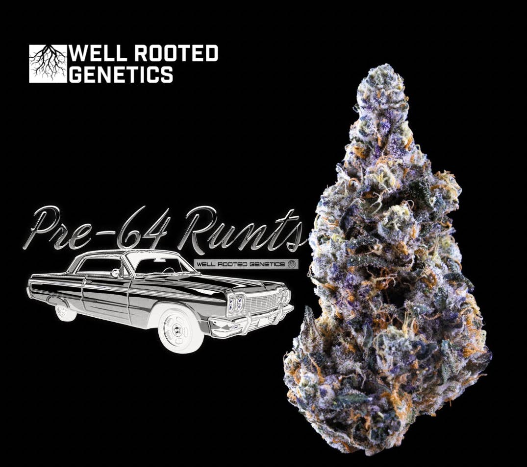 Well Rooted Genetics - Well Rooted Genetics | Pre-64 Runtz | Big Buds | 3.5g - 1
