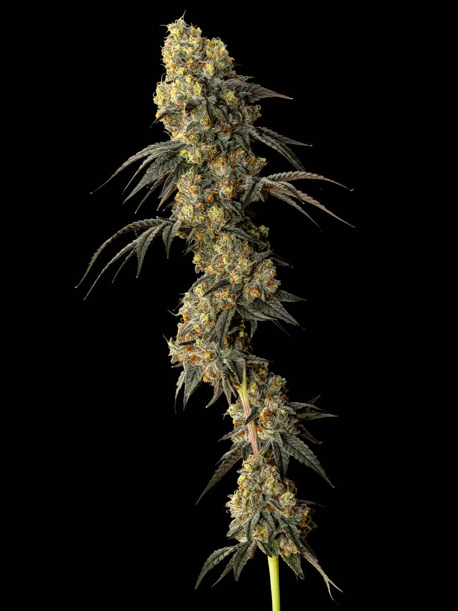 Exotic Cropz - Exotic Cropz | Soap x Kept Secret | Big Buds | 28g - 1