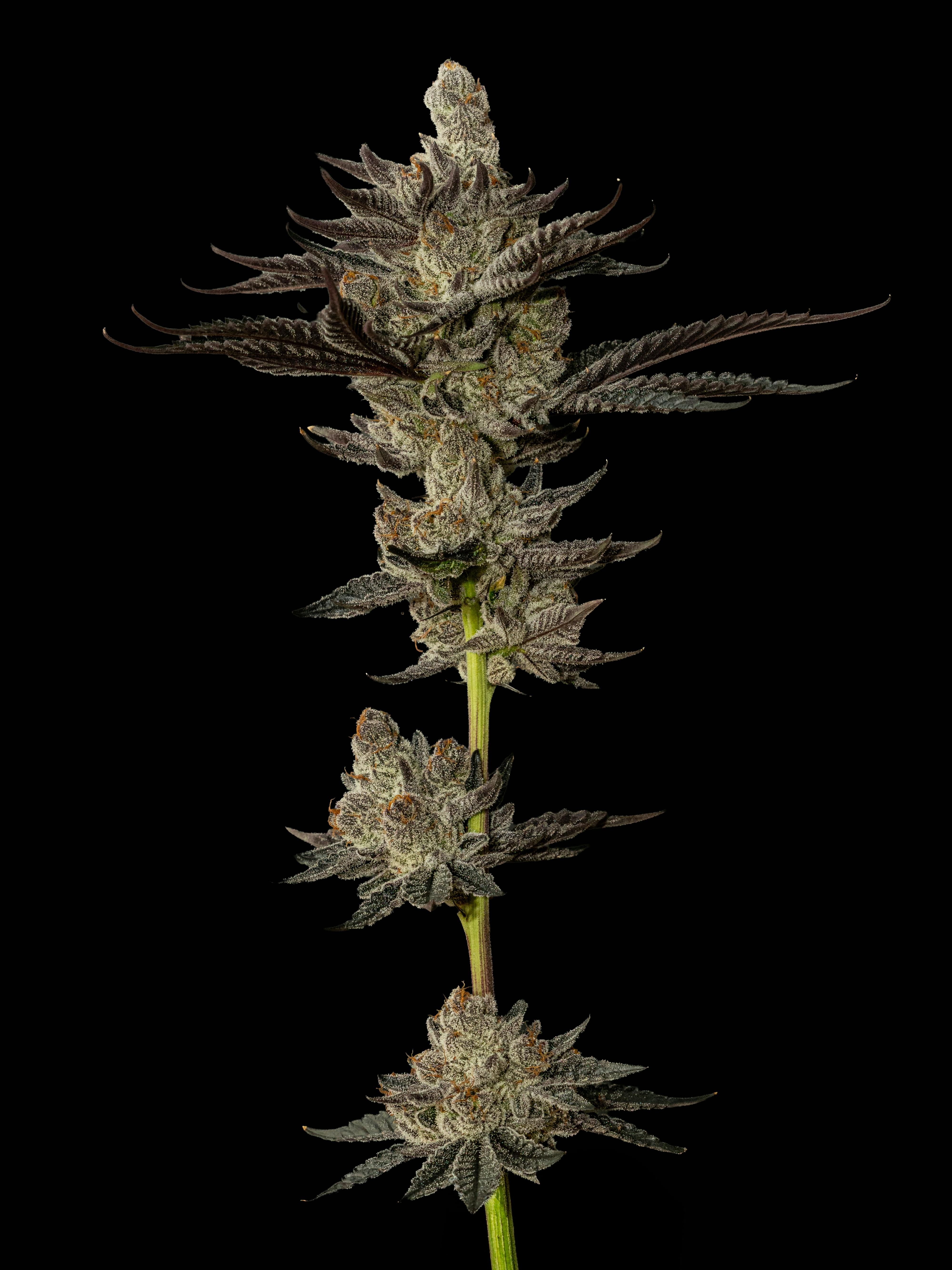 Exotic Cropz - Exotic Cropz | Dream Factory | Big Buds | 28g - 1