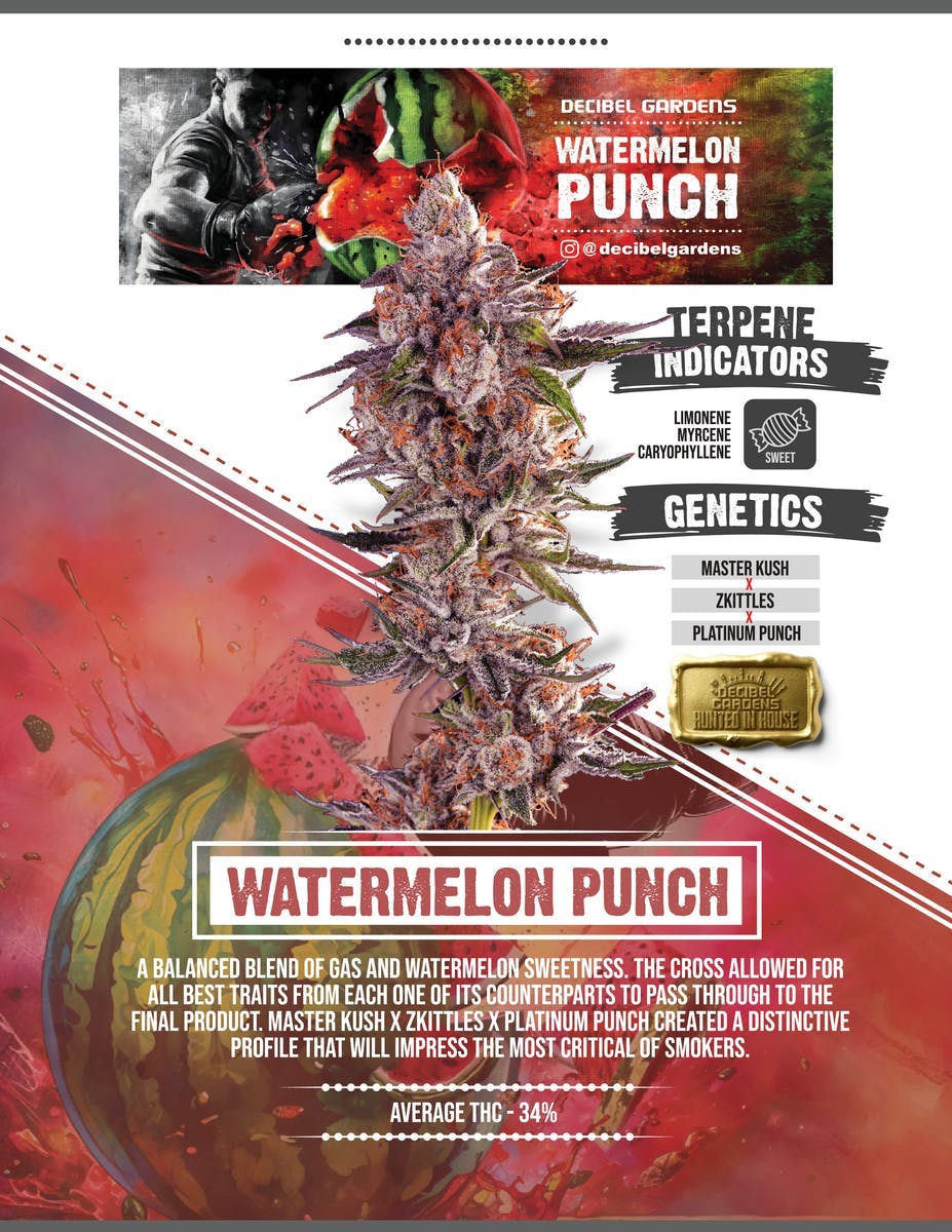Decibel Gardens - Watermelon Punch | Indoor Flower | 14g - 1
