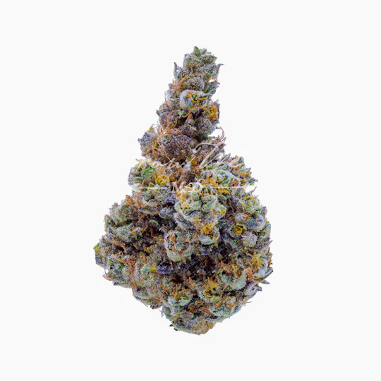 Grow West Cannabis Company - Forum Cookies x Aliendawg Cherry | Reserve | Hand-Trimmed Flower | 7g - 1