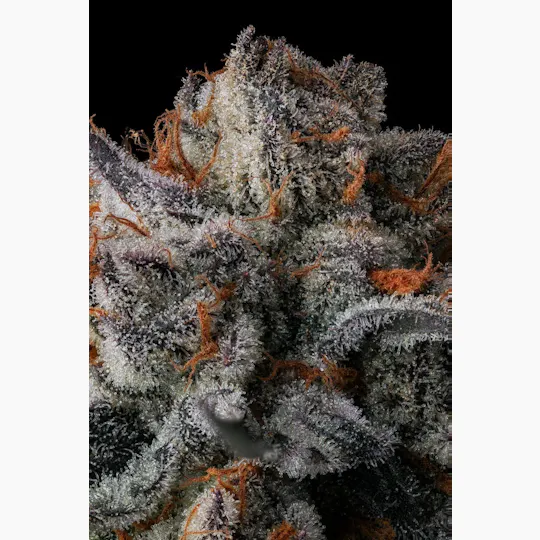 Decibel Gardens - Something Wild | Indoor Flower | 3.5g - 1