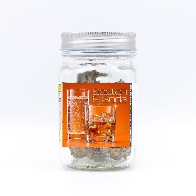 Phat Panda - Scotch & Soda | Big Buds | 3.5g - 1