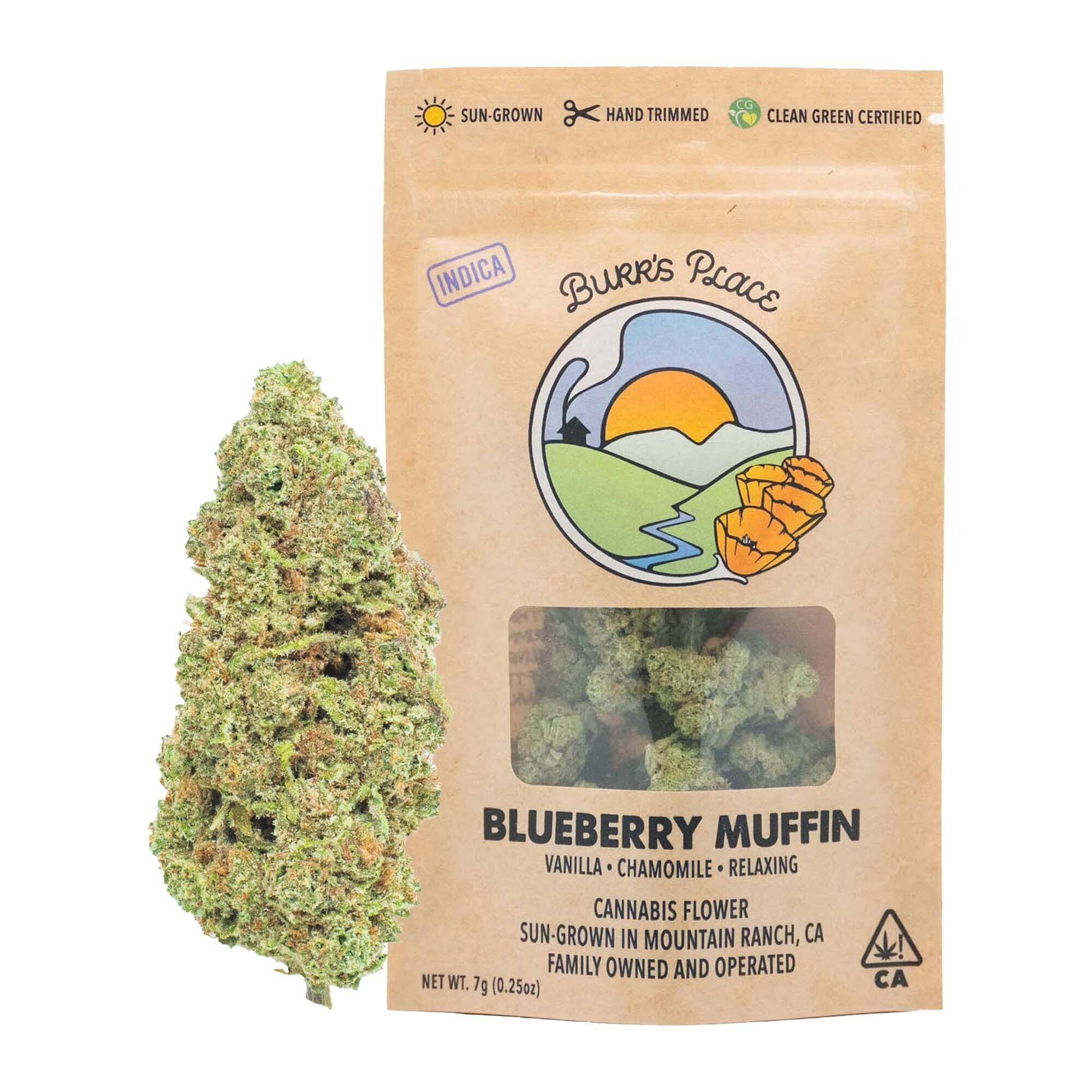 Burr's Place - Blueberry Muffin | Big Buds | 7g - 1
