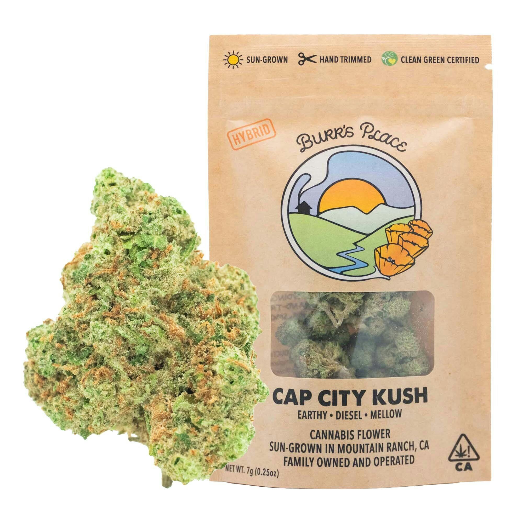 Burr's Place - Cap City Kush | Big Buds | 7g - 1