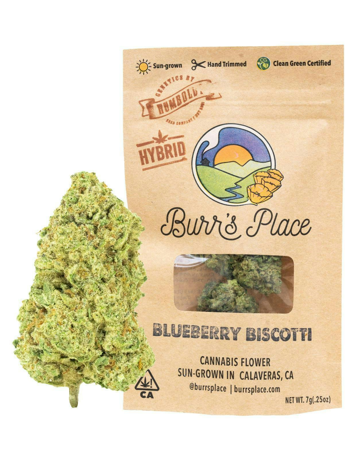 Burr's Place - Burr's Place | Blueberry Biscotti | Big Buds | 7g - 1