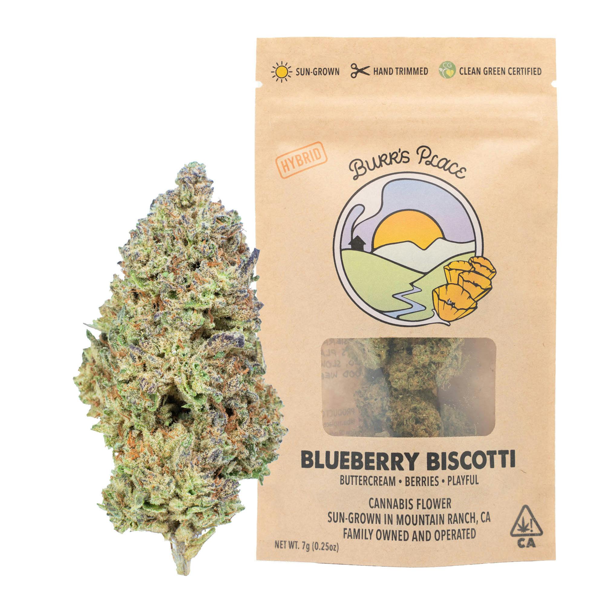 Burr's Place - Blueberry Biscotti | Big Buds | 7g - 1