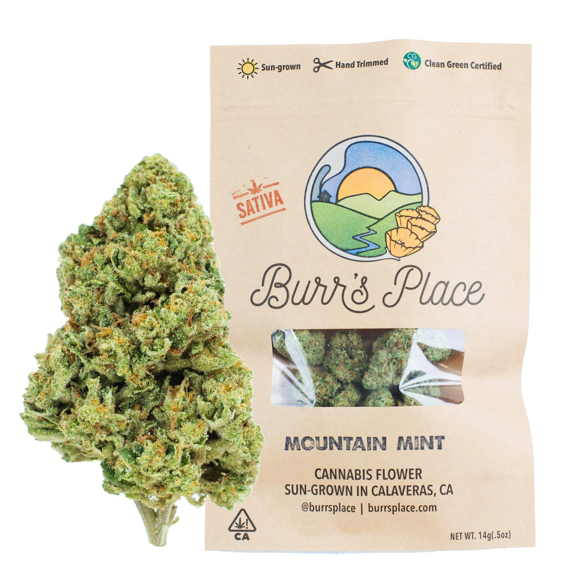 Burr's Place - Burr's Place | Mountain Mint | Smalls | 14g - 1