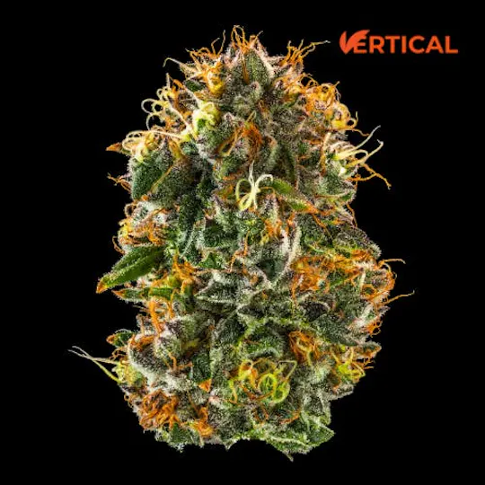 Vertical Cannabis - Vertical Cannabis | Purple Starfruit | Minis | 0.5g each | 7pk - 1