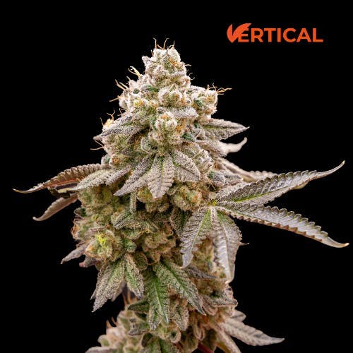 Vertical Cannabis - Vertical Cannabis | Purple Churro | Live Resin Disposable | 0.5g - 1