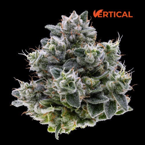 Vertical Cannabis - Vertical Cannabis | Original Glue | Mini | 0.5g - 1