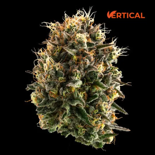 Vertical Cannabis - Vertical Cannabis | Cheddar Cheese | Minis | 0.5g each | 2pk - 1