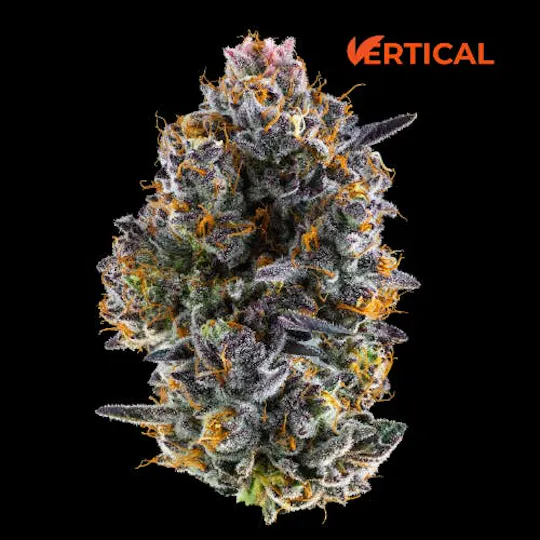 Vertical Cannabis - Vertical Cannabis | Applescotti | Minis | 0.5g each | 2pk - 1